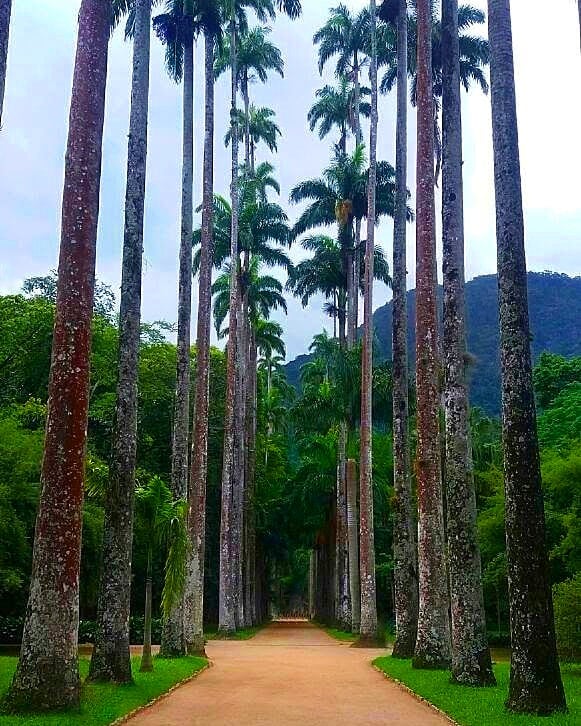 Botanical Garden rio de janeiro