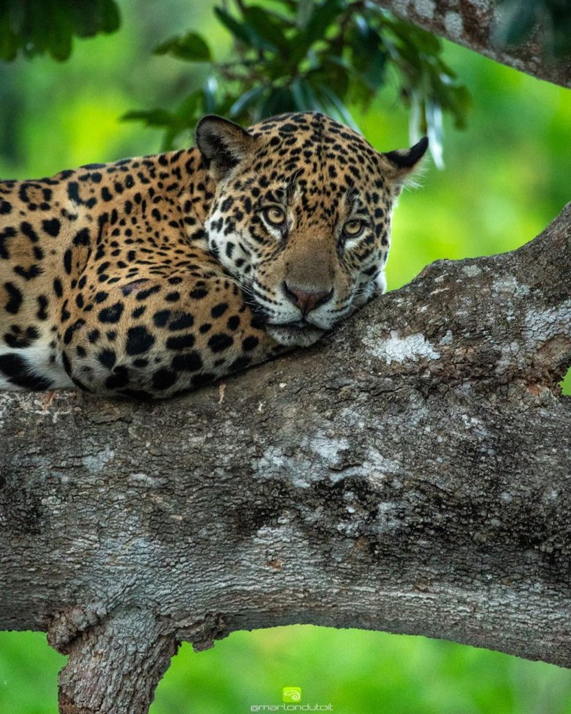 pantanal jaguar tour brazil