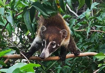 coati iguazu falls brazil ecotour